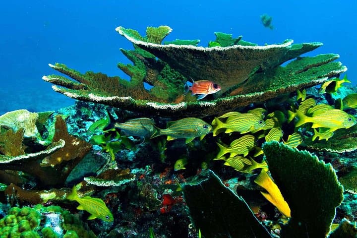 Cozumel Snorkel Trip: Palancar, Colombia & El Cielo – Full-Day Boat Tour Guide photo 2