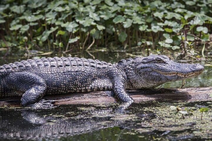 Extreme Everglades Hydroglider Adventure from Miami — Mangrove Tunnels, Alligators & Wildlife photo 2