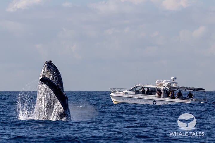 Intimate Whale Watching Cruise in Sydney Harbour photo 2