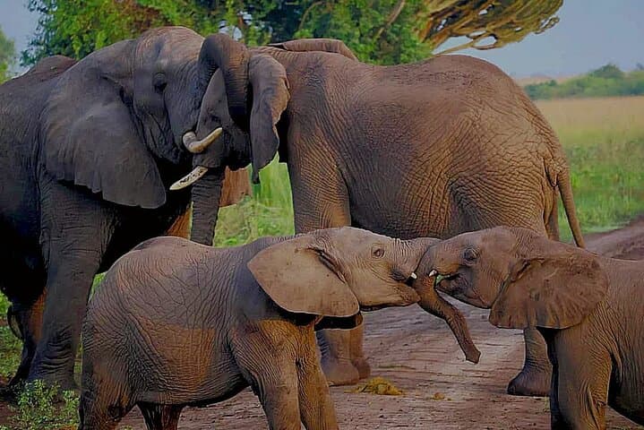 14-Day Uganda Safari: Gorilla & Chimpanzee Trekking and Big Five Wildlife Adventure photo 1