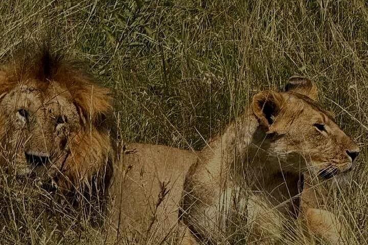 14-Day Uganda Safari: Gorilla & Chimpanzee Trekking and Big Five Wildlife Adventure photo 2