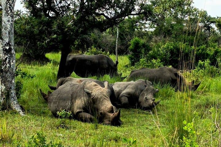 14-Day Uganda Safari: Gorilla & Chimpanzee Trekking and Big Five Wildlife Adventure photo 3