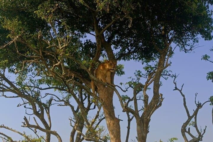 14-Day Uganda Safari: Gorilla & Chimpanzee Trekking and Big Five Wildlife Adventure photo 4