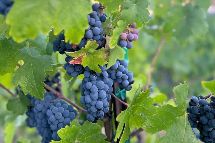 Temecula Treasures: Half-Day Wine Tour from Vail Ranch photo 4