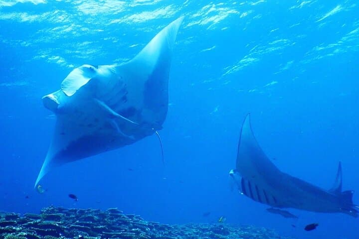 Private Diving Experience at Ishigaki Island — Novice-Friendly Scuba & Snorkel Charter photo 6