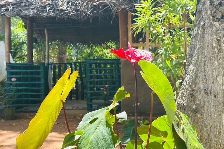 Village Cooking Class Near Sigiriya: Learn Sri Lankan Rice & Curry photo 3
