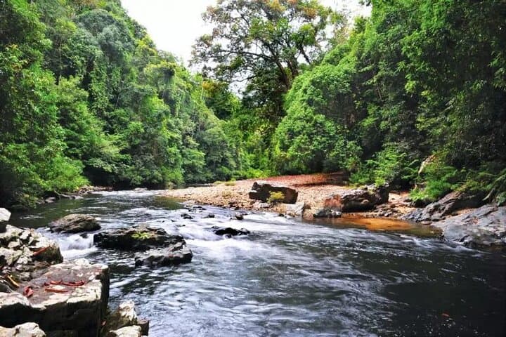 Taman Negara Jungle Odyssey: One-Day Rainforest Trek and Canopy Walk photo 6