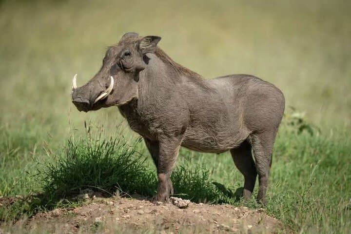 Maasai Mara & Nairobi: 3-Day Wildlife and Culture Safari