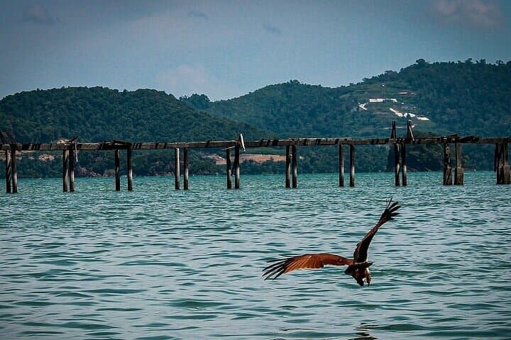 Kilim Mangrove River Cruise in Langkawi: Bat Caves, Eagles & Mangrove Ecology photo 3