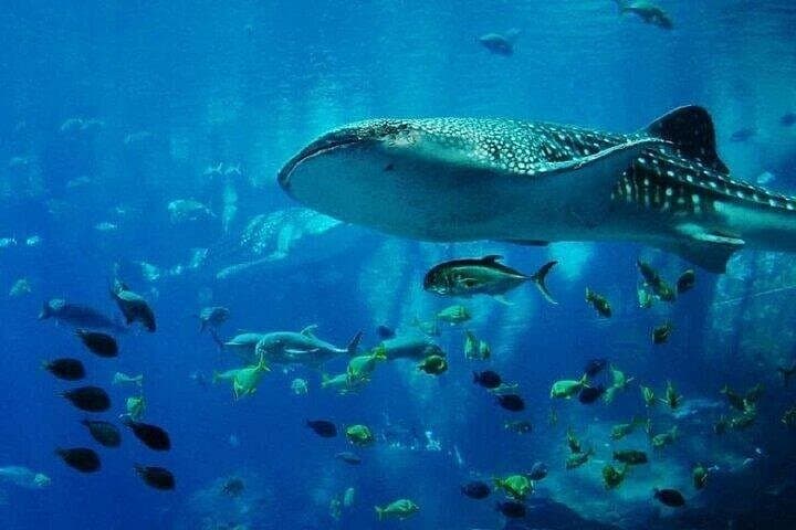 Half-Day Snorkel at Mnemba Island Marine Reserve — Zanzibar photo 6