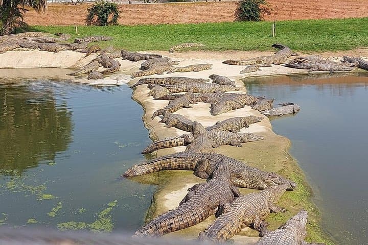 Cape Town Wildlife Day Tour: Cheetah Outreach, Giraffe Encounter & Crocodile Experience photo 1