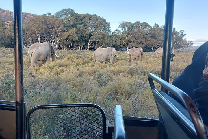 Full-Day Big 5 Safari and Cape Winelands Wine Tasting from Cape Town