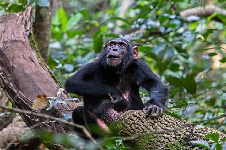 12-Day Uganda Wildlife & Primate Safari — Gorillas, Chimps & Big Five