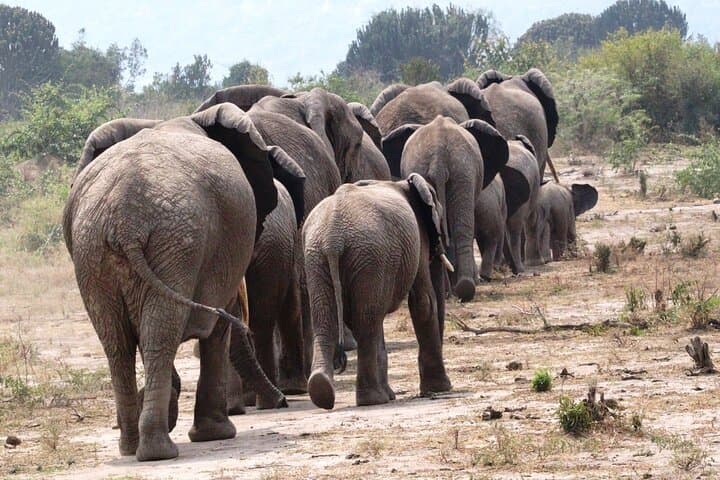 14-Day Kenya & Rwanda Safari: Masai Mara Big Five to Volcanoes Gorilla Trek