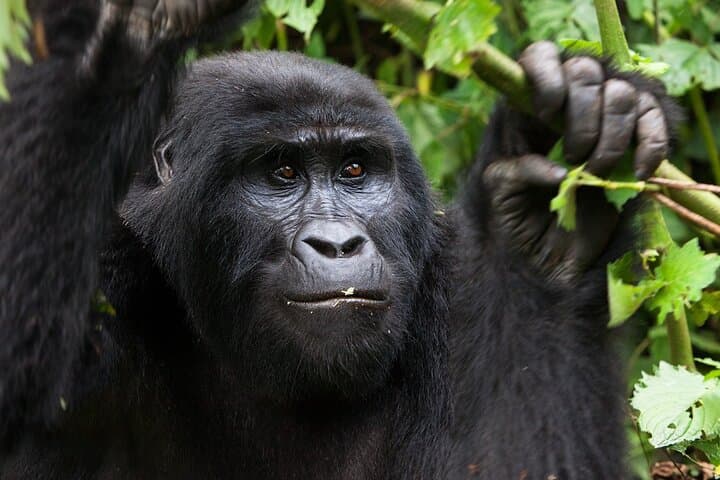 14-Day Kenya & Rwanda Safari: Masai Mara Big Five to Volcanoes Gorilla Trek photo 2
