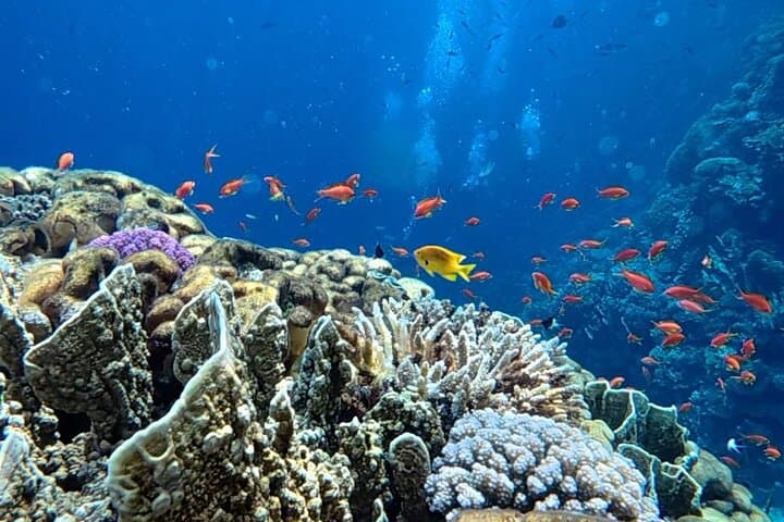 Taster Diving in Hurghada: Two Beginner Dives on the Red Sea Reefs photo 5