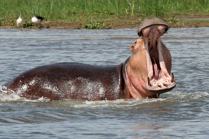 12-Day Uganda Wildlife & Primate Safari — Gorillas, Chimps & Big Five photo 3