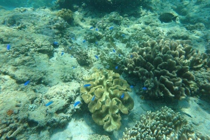 Blue Lagoon Bali Snorkeling Tour from Ubud & Sanur — Shared Transfer and Lunch photo 3
