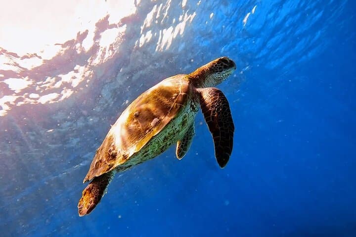 Blue Lagoon Bali Snorkeling Tour from Ubud & Sanur — Shared Transfer and Lunch photo 2