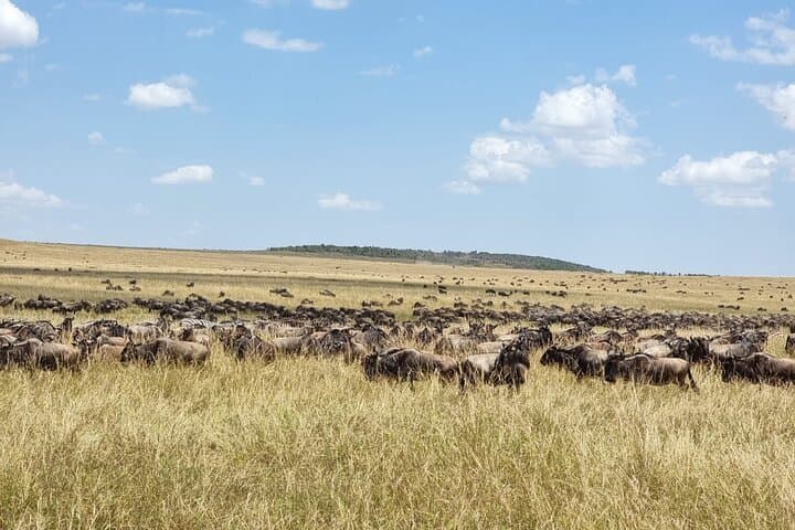 14-Day Kenya & Rwanda Safari: Masai Mara Big Five to Volcanoes Gorilla Trek photo 4