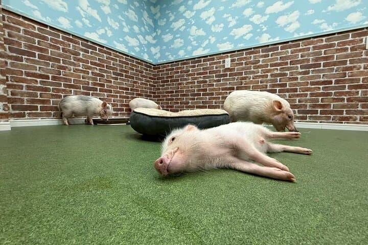 Osaka Micro Pig Café: Pet, Feed & Snap Cute Moments