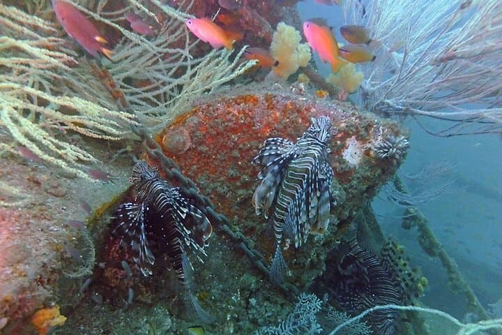 Dubai Wreck Diving from Port Rashid — Private Guided Boat Dives photo 4