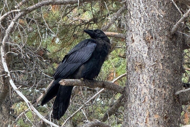 Upper Loop Lamar Safari from Bozeman — Private Yellowstone Wildlife Tour photo 4