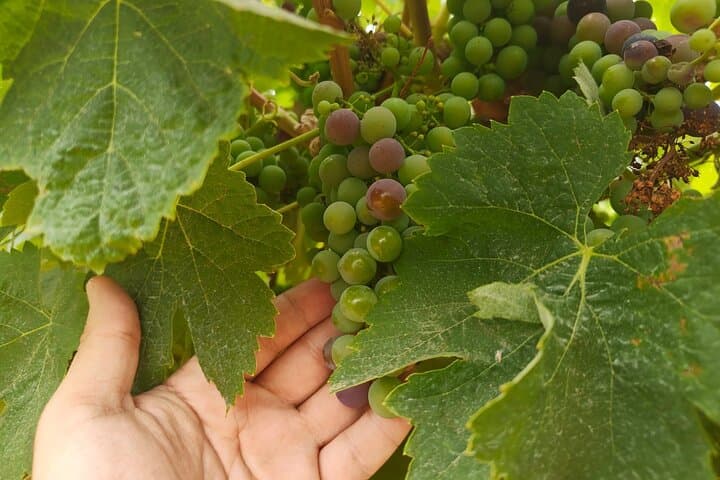 Arrabida Wine Tasting & Seaside Lunch from Lisbon — Private Day Trip to Setúbal photo 6
