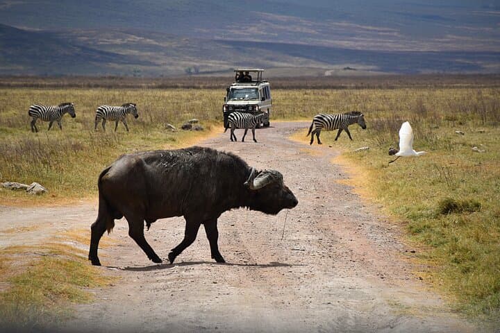 7-Day Tanzania Bush and Beach Safari — Tarangire, Ngorongoro, Serengeti & Zanzibar photo 2