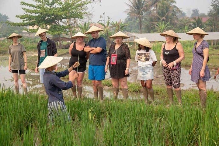 Hands-On Rice Farming Near Luang Prabang: Half-Day Field-to-Table Experience photo 4