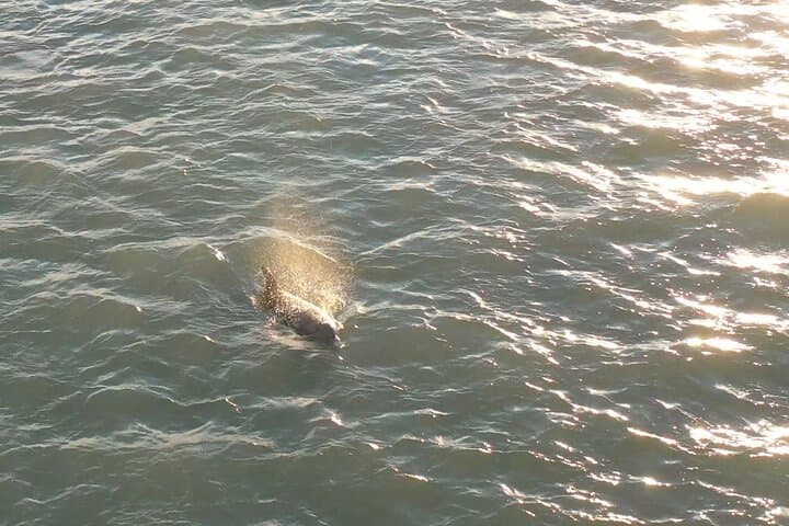 Dolphin Sunset Cruise at John's Pass — Madeira Beach Sunset Boat Tour photo 4