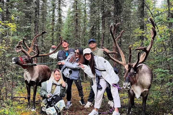 Private Reindeer Walk Near Fairbanks: 45-Minute Interactive Tour photo 2