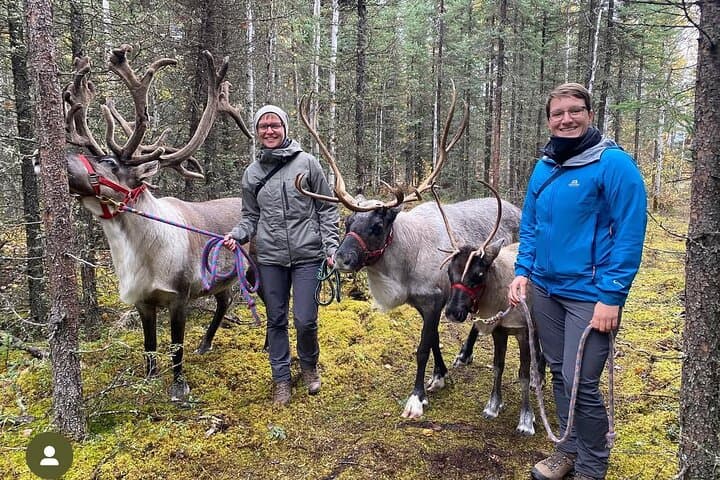 Private Reindeer Walk Near Fairbanks: 45-Minute Interactive Tour