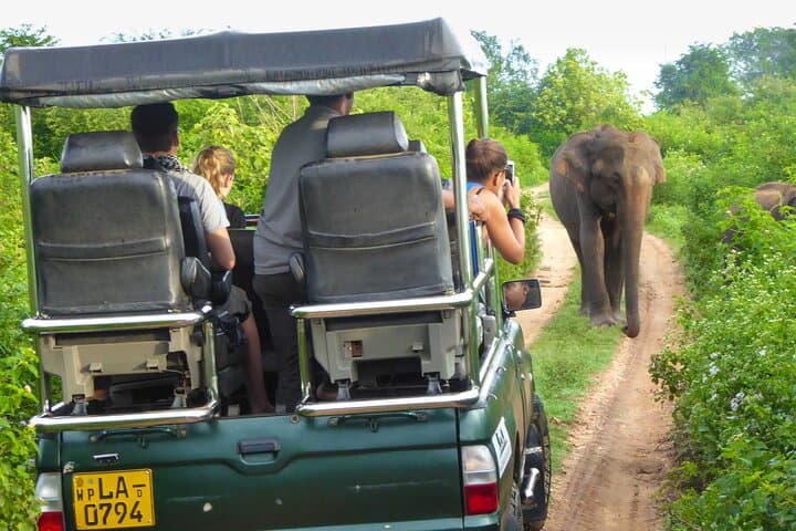Udawalawe Safari: Elephant Encounters and Transfer to Arugam Bay photo 6