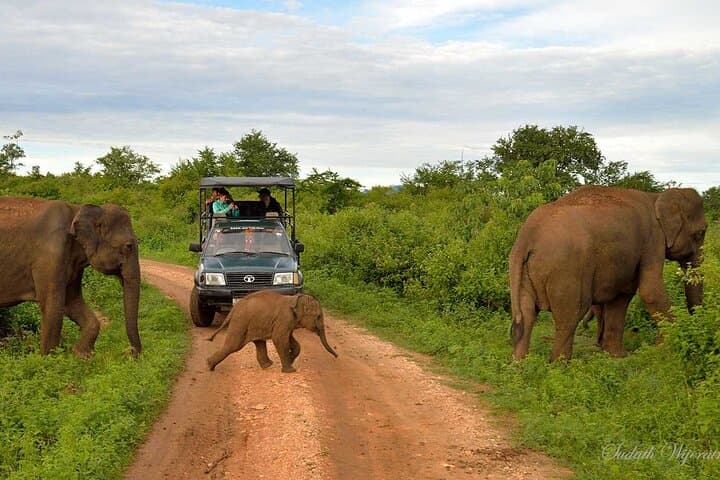Udawalawe Safari: Elephant Encounters and Transfer to Arugam Bay photo 3