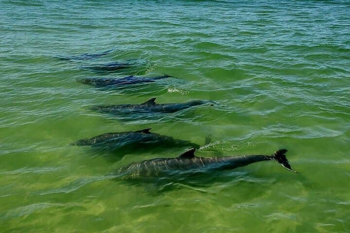 Dolphin Sunset Cruise at John's Pass — Madeira Beach Sunset Boat Tour photo 6