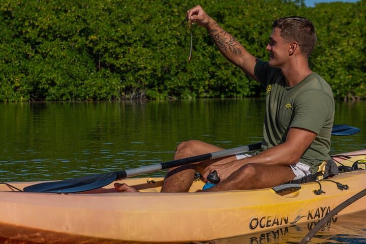 Paddle Lac Bay: 1-Hour Mangrove Kayak Tour in Bonaire