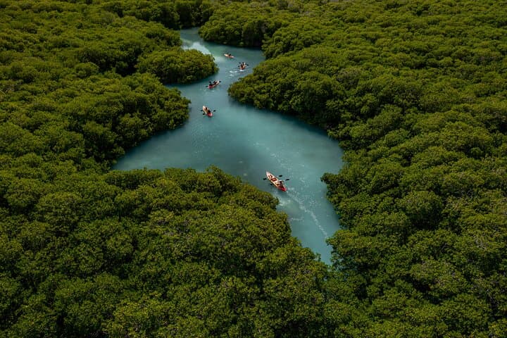 Paddle Lac Bay: 1-Hour Mangrove Kayak Tour in Bonaire photo 3