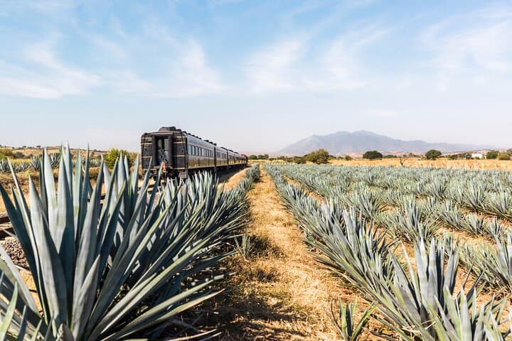 Jose Cuervo Express Premium Plus Sunrise: Tequila Day Trip from Guadalajara photo 3