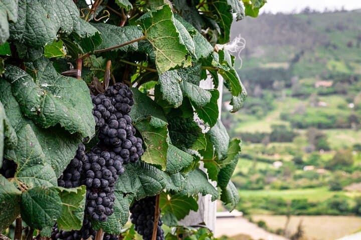 Vinos 1750 High-Altitude Wine Tour in Samaipata photo 2