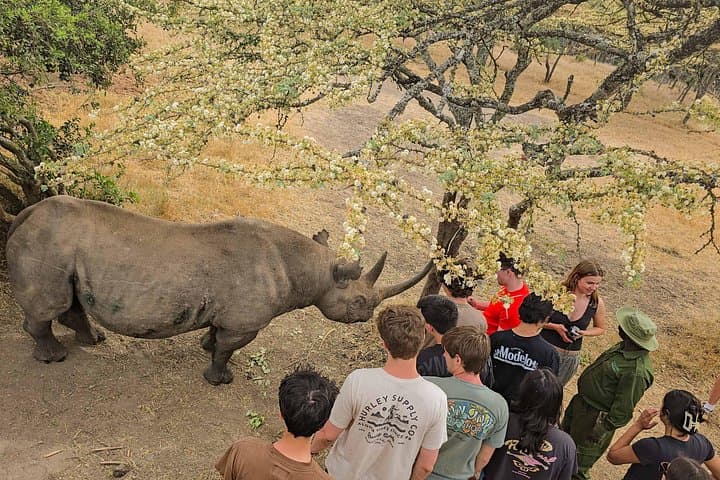 Private 3-Day Safari at Lewa Wildlife Conservancy: Rhinos, Grevy’s Zebra & Conservation Tours photo 3