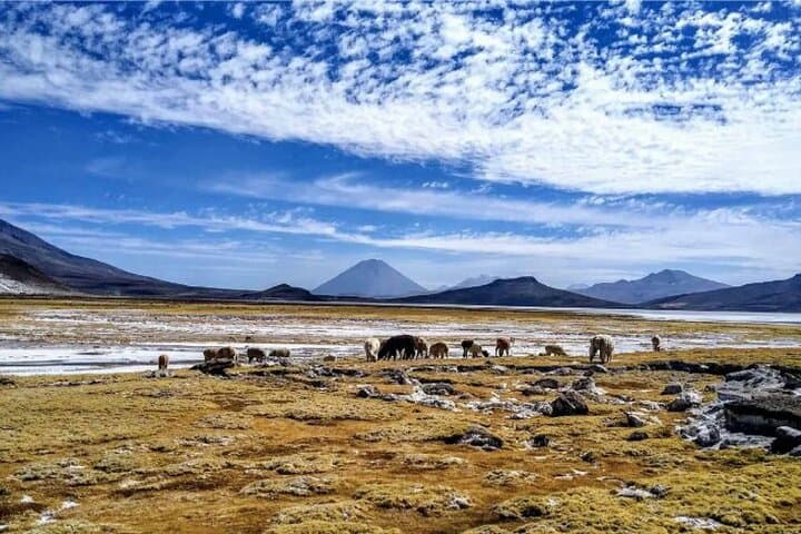 Salinas Lagoon Excursion: Llamas, Flamingos & Arequipa Hot Springs photo 2