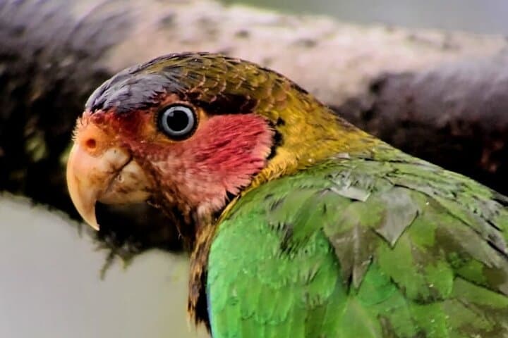 Mindo Birdwatching Tours: Explore Ecuador's Cloud-Forest Birds photo 2