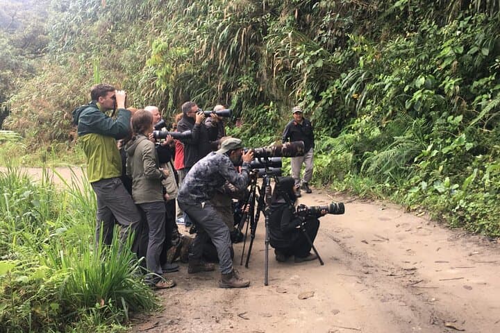 Mindo Birdwatching Tours: Explore Ecuador's Cloud-Forest Birds photo 3