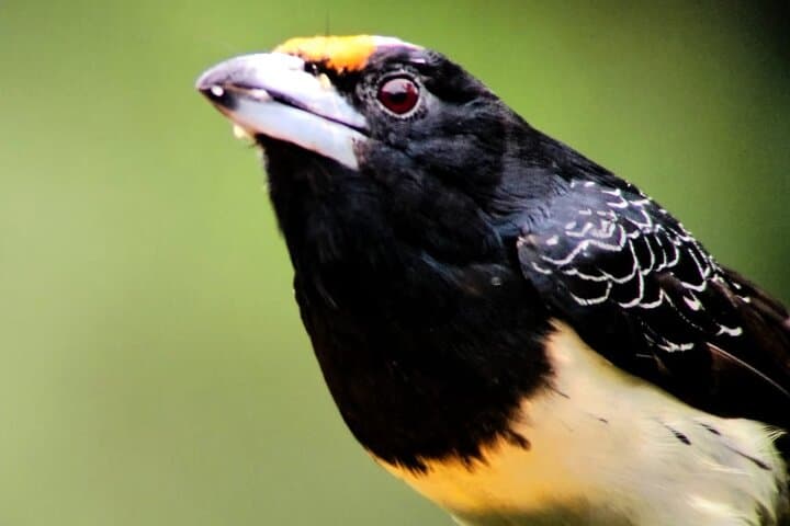 Mindo Birdwatching Tours: Explore Ecuador's Cloud-Forest Birds photo 4