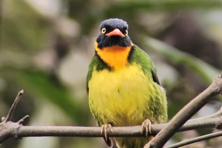 Mindo Birdwatching Tours: Explore Ecuador's Cloud-Forest Birds photo 5