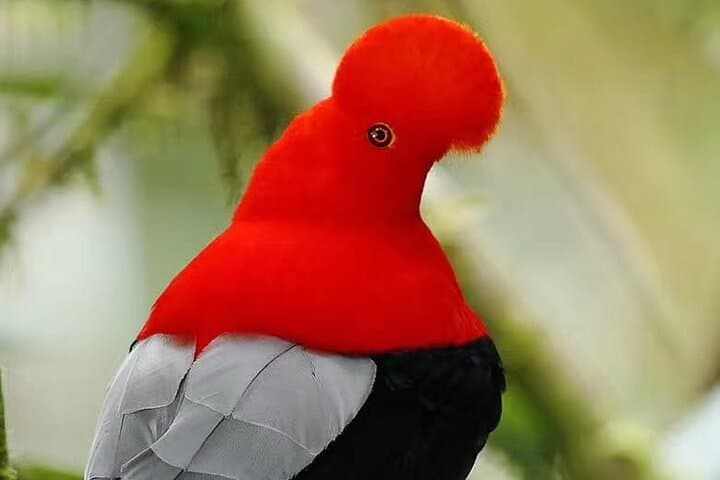 Mindo Birdwatching Tours: Explore Ecuador's Cloud-Forest Birds