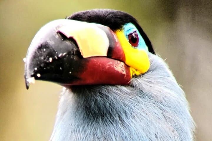 Mindo Birdwatching Tours: Explore Ecuador's Cloud-Forest Birds photo 6