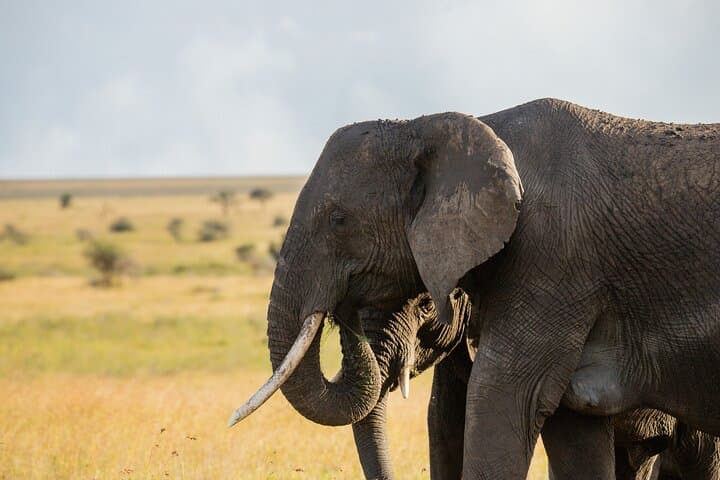 2-Day Tanzania Safari from Zanzibar — Tarangire & Ngorongoro Wildlife Escape photo 4