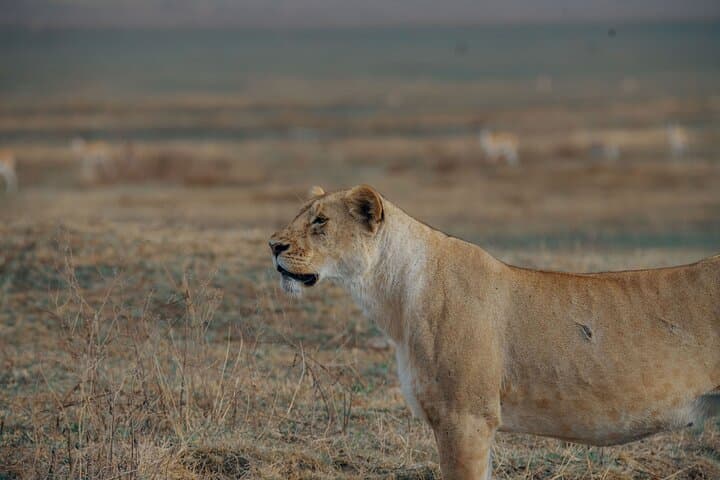 2-Day Tanzania Safari from Zanzibar — Tarangire & Ngorongoro Wildlife Escape photo 3